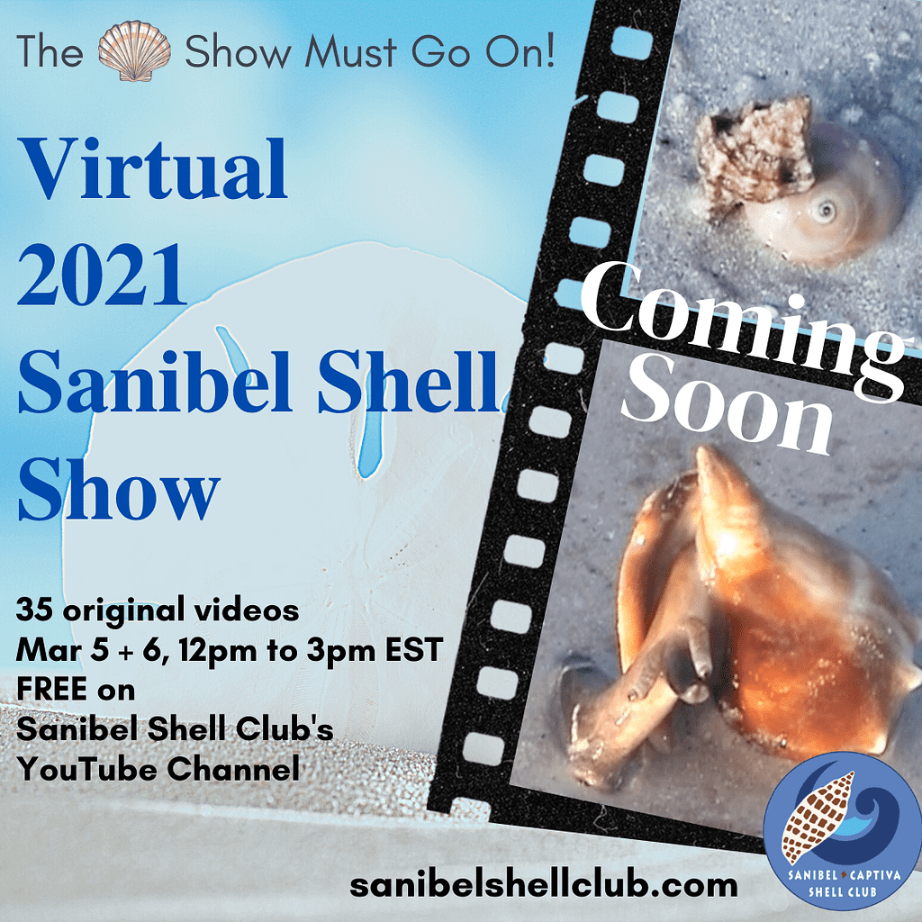 Virtual Shell Show Videos on Live Mollusks and Other Sea Creatures