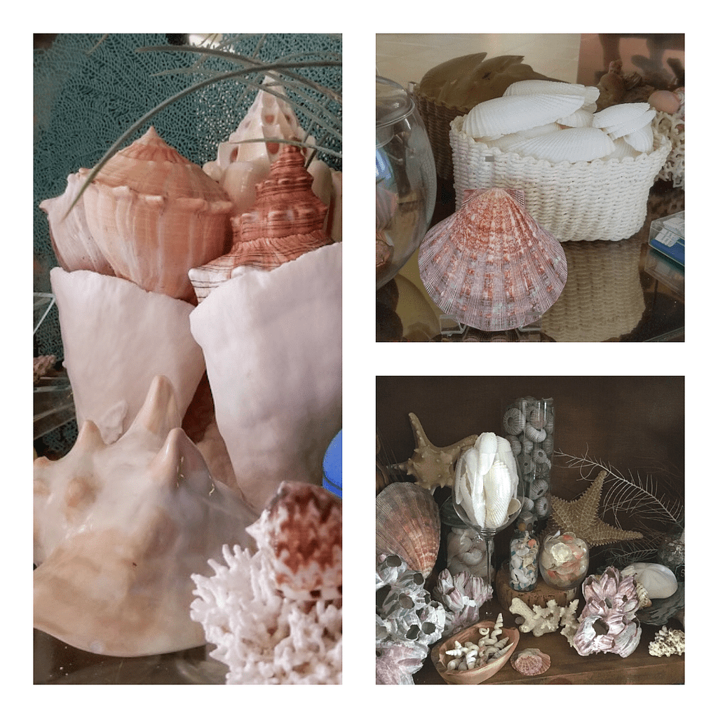 101 Ways to Display Shells Featured in Virtual Shell Show Sanibel