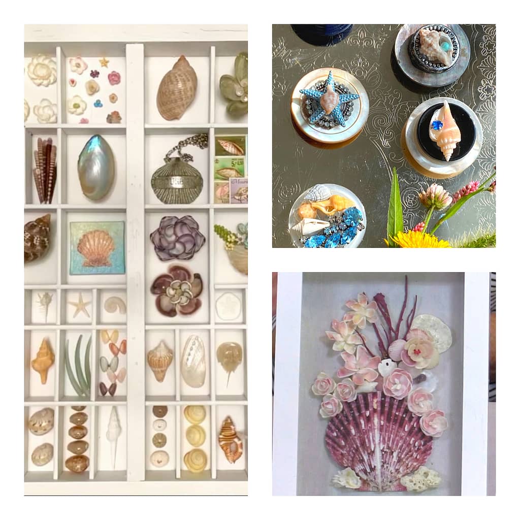 101 Ways To Display Shells Featured In Virtual Shell Show Sanibel 101 Ways To Display Shells Featured In Virtual Shell Show Sanibel