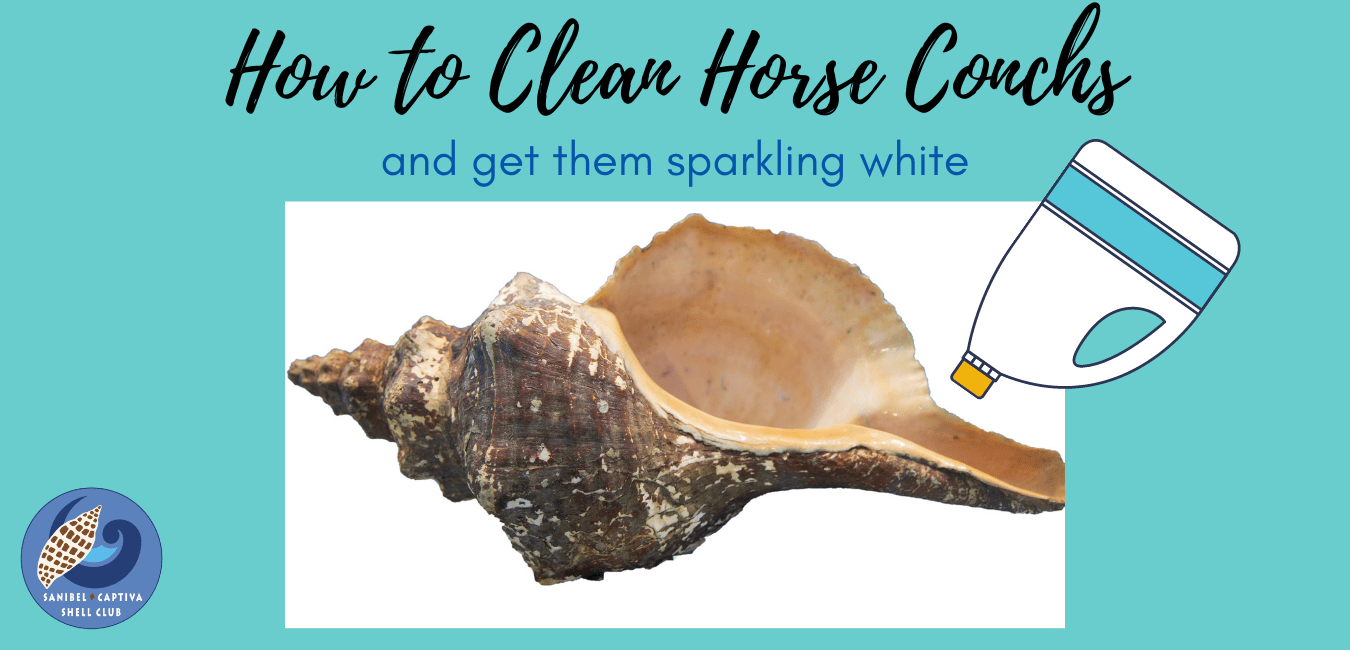 Cleaning Shells by Joyce Matthys - Sanibel-Captiva Shell Club