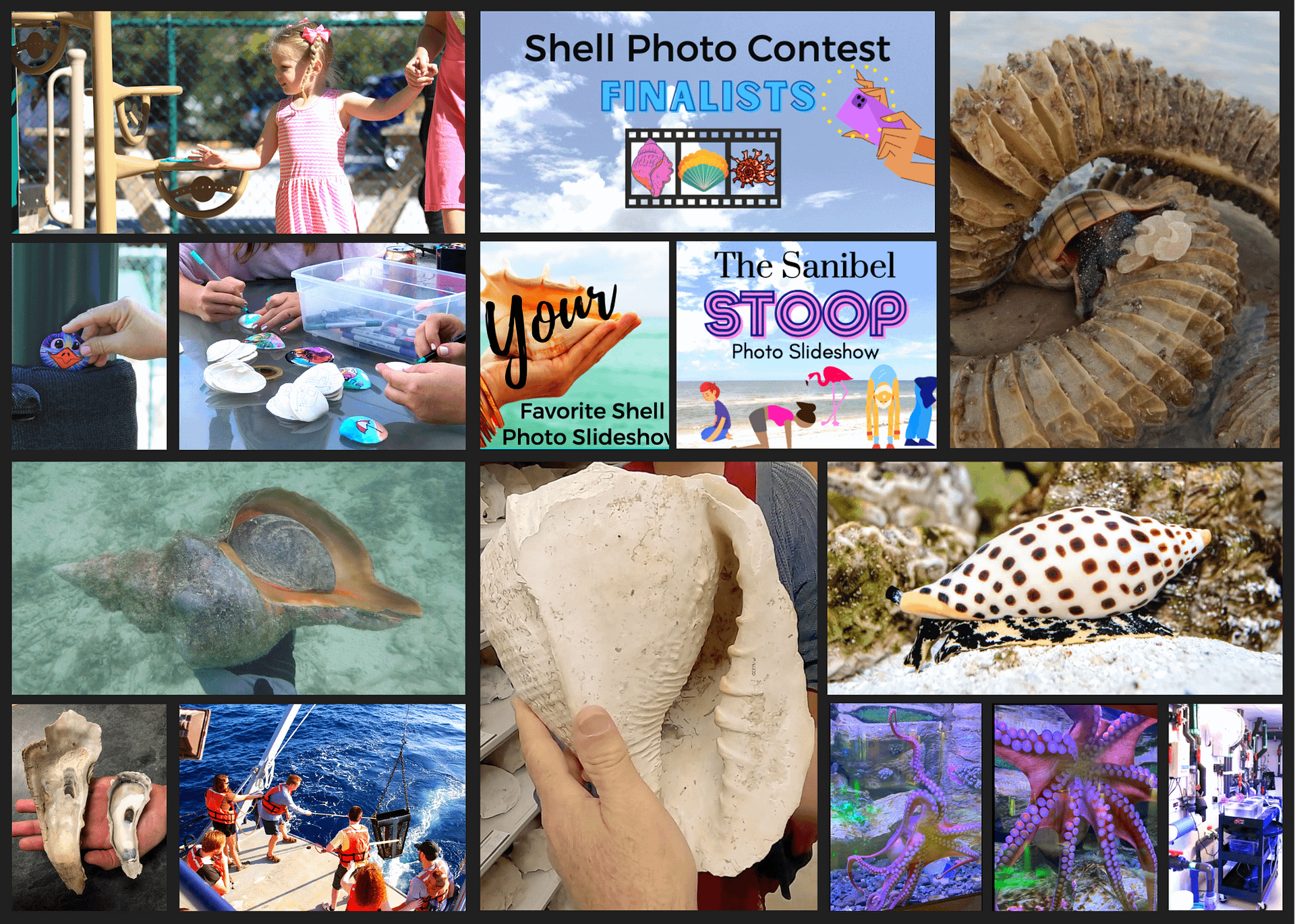 Virtual Sanibel Shell ShowWhat You Need to Know SanibelCaptiva