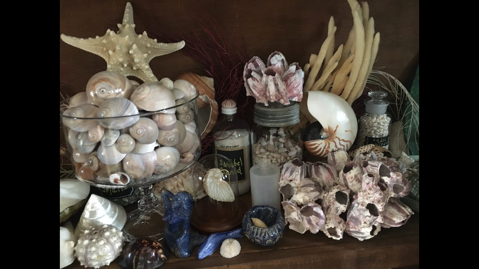 101 Ways to Display Shells Featured in Virtual Shell Show - Sanibel ...