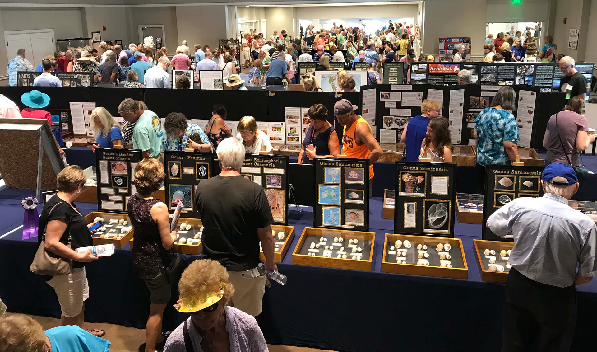 Sanibel Shell Show 2018 Ribbons & Awards Winners SanibelCaptiva